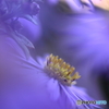 紫色の小菊