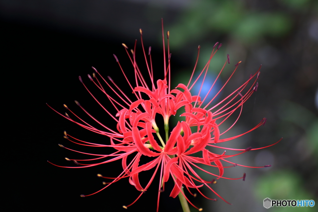 天上に咲く花２