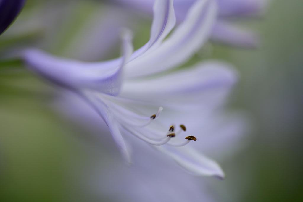 とろける花