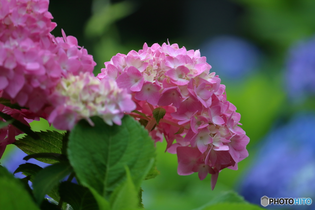 紫陽花①