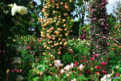 薔薇の季節①
