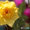 ミニ薔薇が咲く
