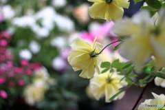 薔薇の季節④