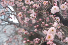 DSCF0544両腕に抱きしめたいと願った夢