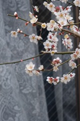 DSCF0026忘却