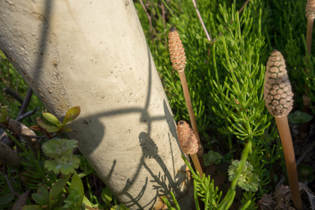 DSC03545夢幻劇の妖精