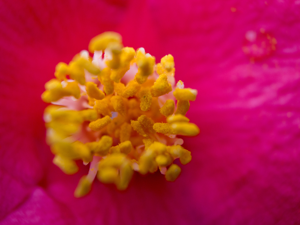十二個の音の花を飾りつけた冠