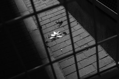 視野のうちに視野の限界は現れない
