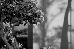 こわれやすい花の泡
