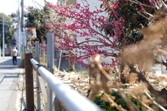 DSCF0050植物の知識