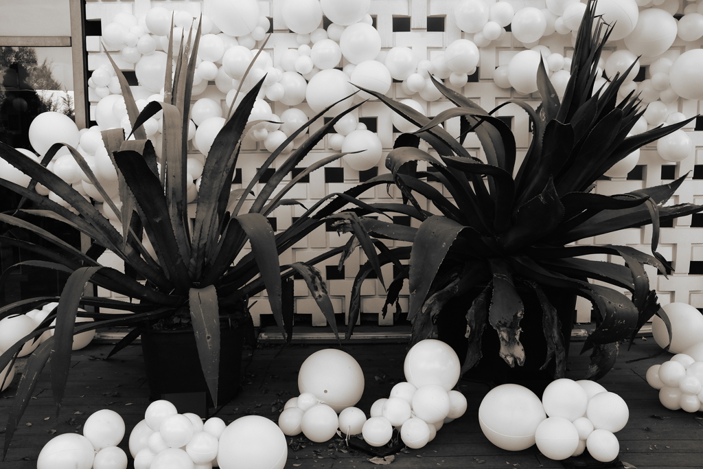 代官山蔦屋書店の多肉植物