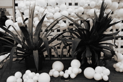 代官山蔦屋書店の多肉植物