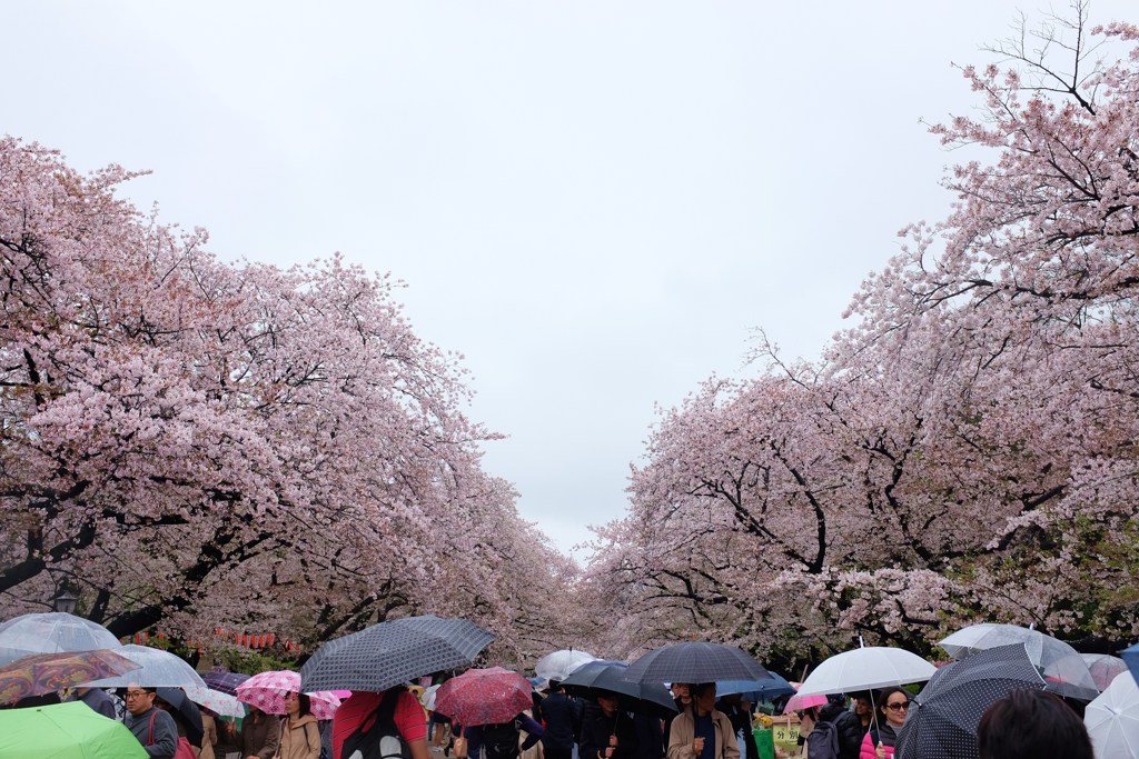 たぐひなき花をし枝に咲かすれば桜に並ぶ木ぞなかりける　西行