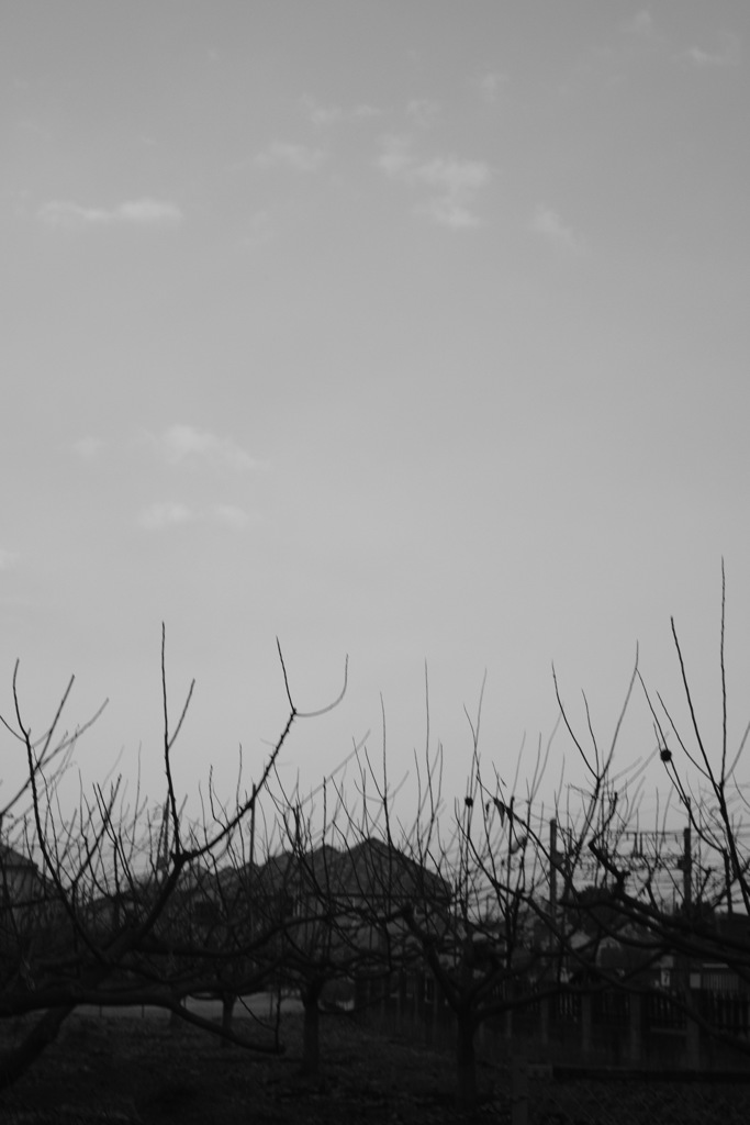 木と空DSCF0518