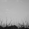 木と空DSCF0518