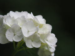 紫陽花