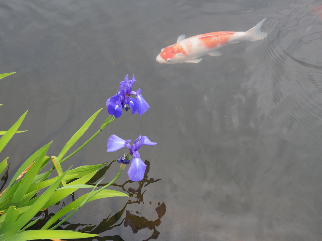 菖蒲と鯉