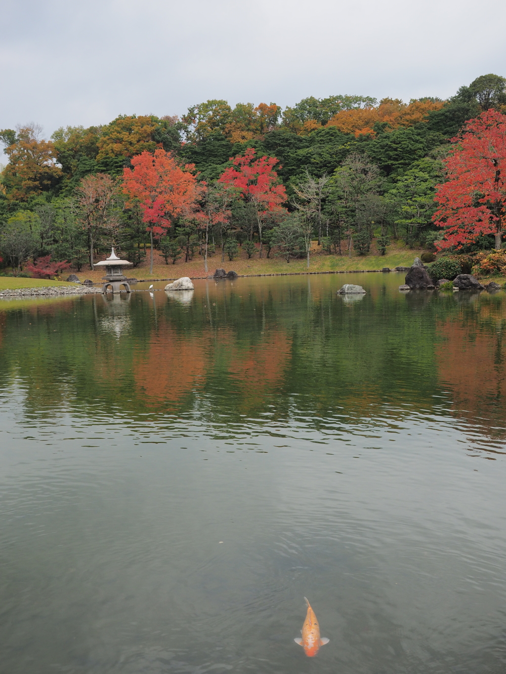 紅葉と鯉