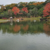 紅葉と鯉