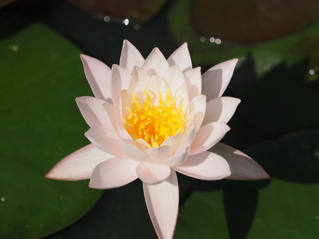 水蓮