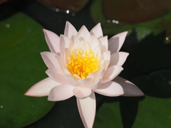 水蓮