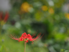 曼殊沙華