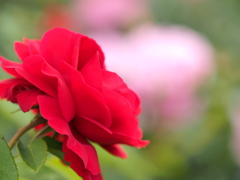 薇