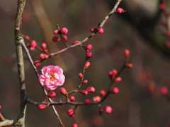 花と蕾