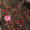 花と蕾