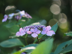 こ