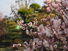 梅の花