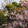 梅の花