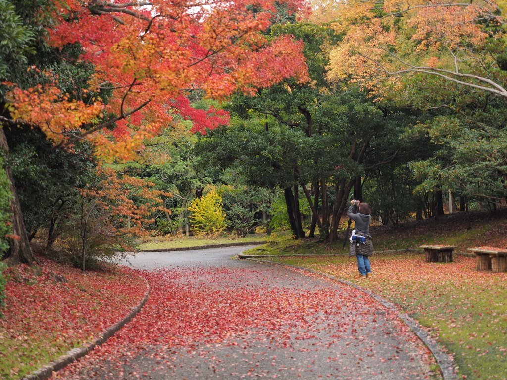 紅葉を写す女性