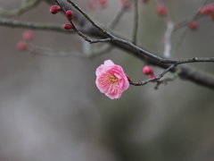 梅