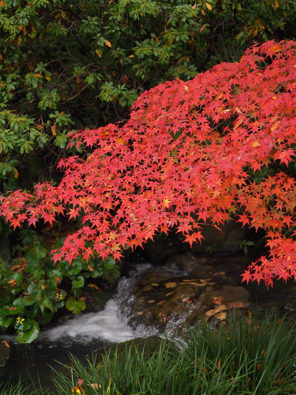 紅葉2