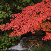 紅葉2