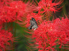 曼殊沙華とアゲハチョウ