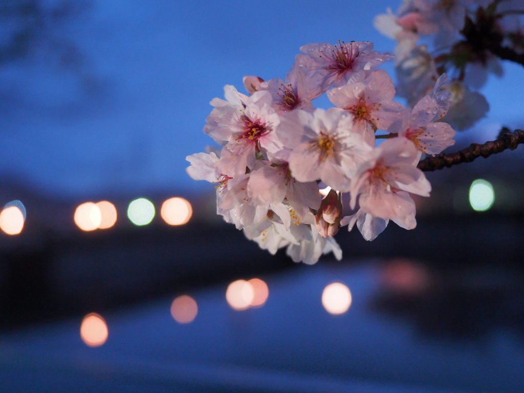 夜桜