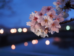 夜桜
