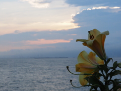 舞洲夕景