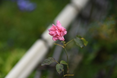 季節か