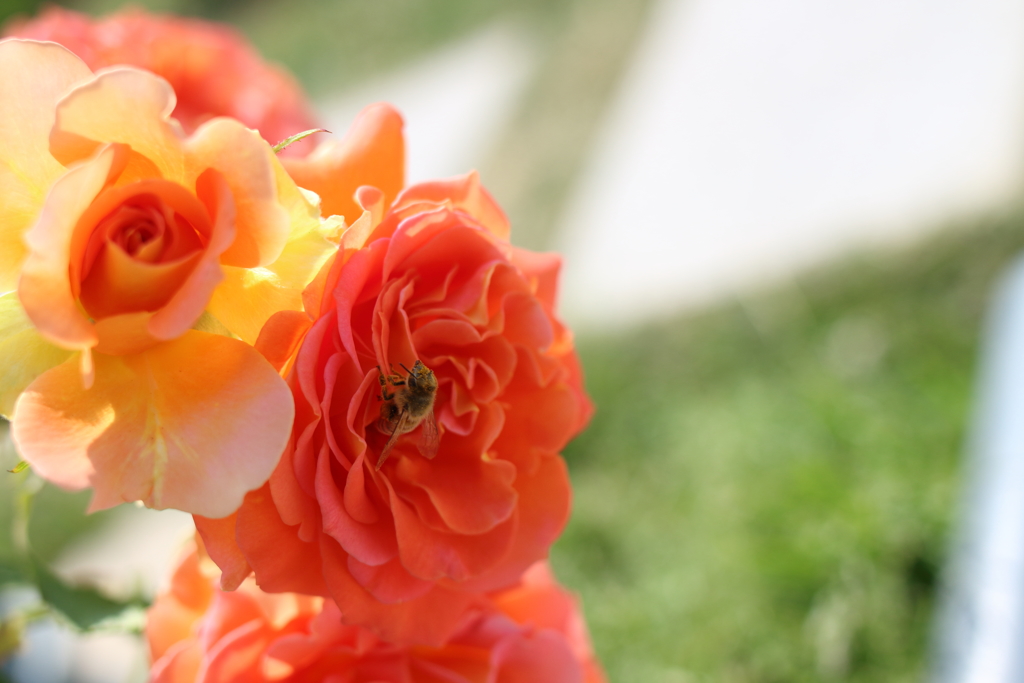 薔薇と蜂