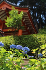 三室戸寺のあじさい