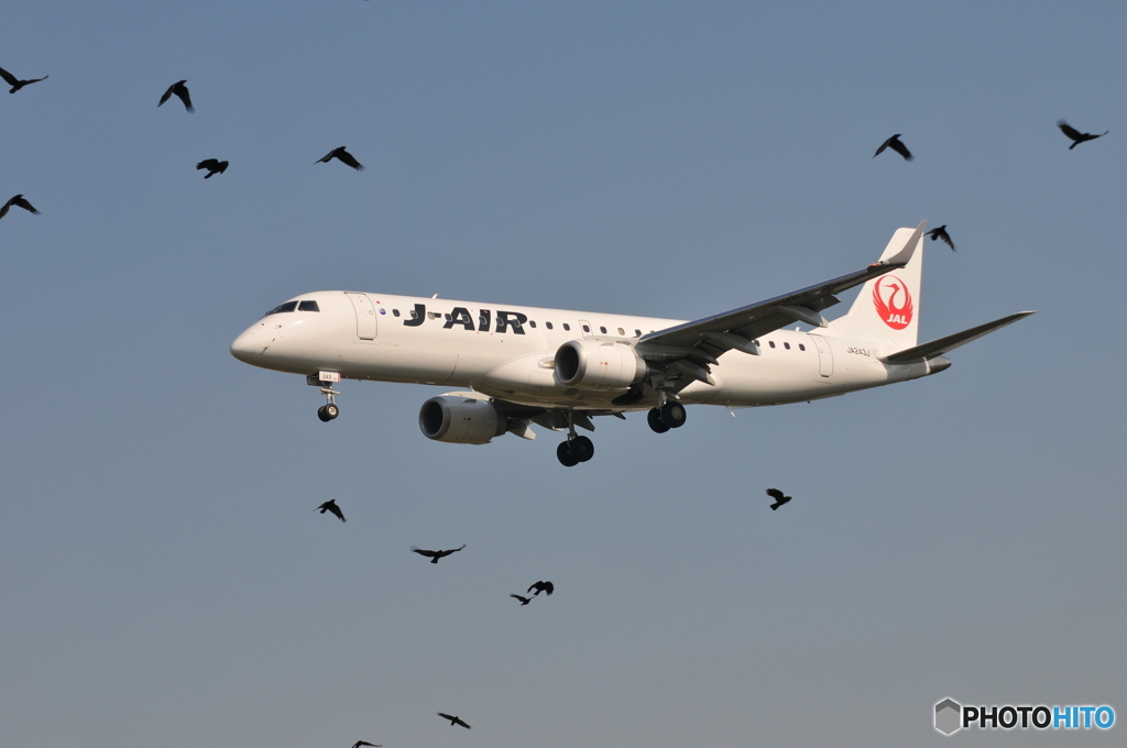 鳥と共に