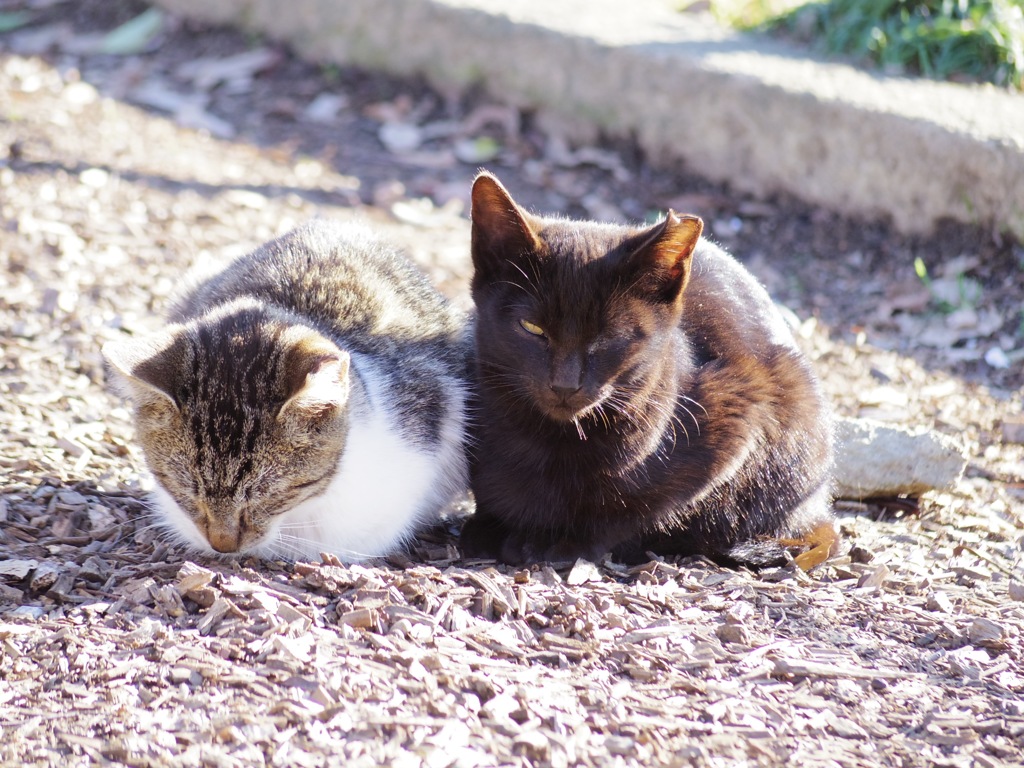 姫路城前ねこs