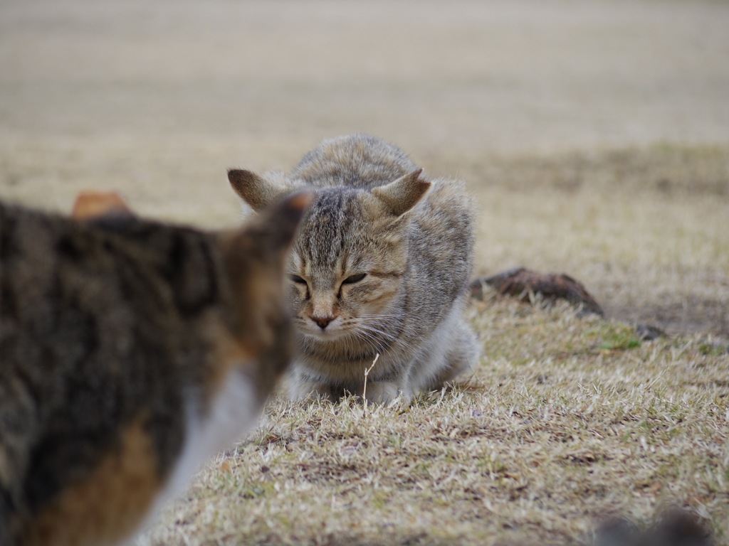 ポケ◯ンバトル