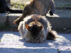 姫路城前ねこ