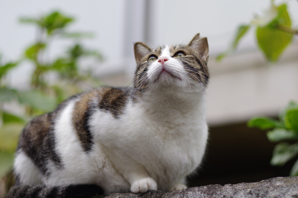 上方ご注意ご注目