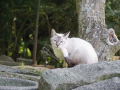 哲学の道ねこ