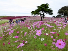 ひたち海浜公園